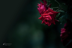 Rose in the rain Ⅹ