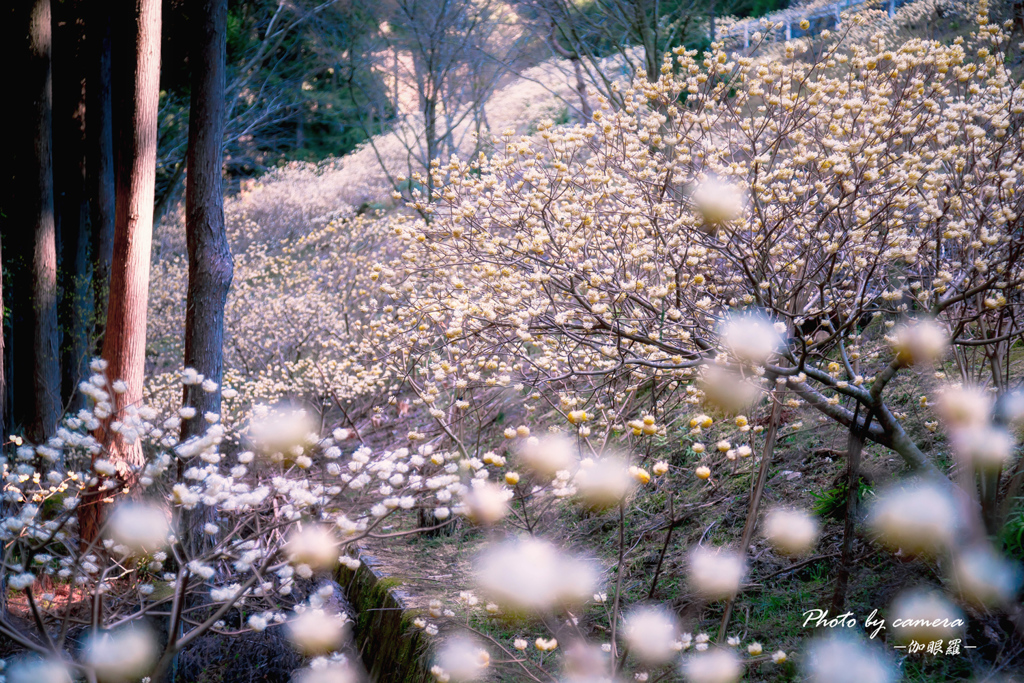 ミツマタ群生地 3