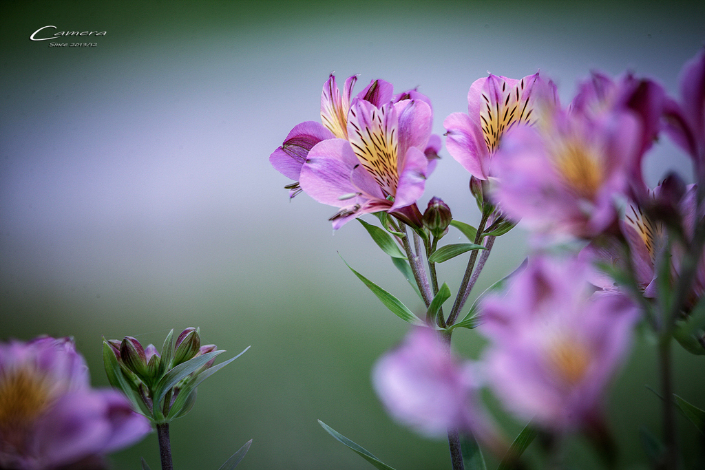 Alstroemeria 