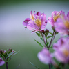 Alstroemeria 