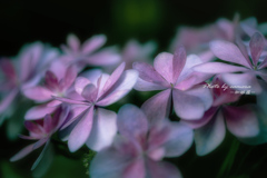 梅雨の華 Ⅱ