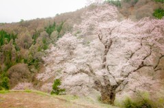 銘木 「駒つなぎの桜」　３