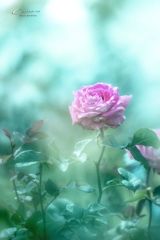 春の薔薇 Ⅱ