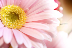 Gerbera