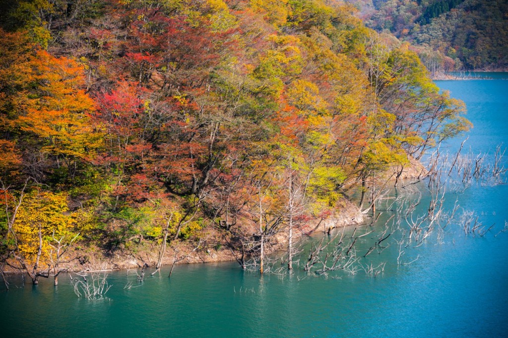 秋色に染まる徳山湖　５