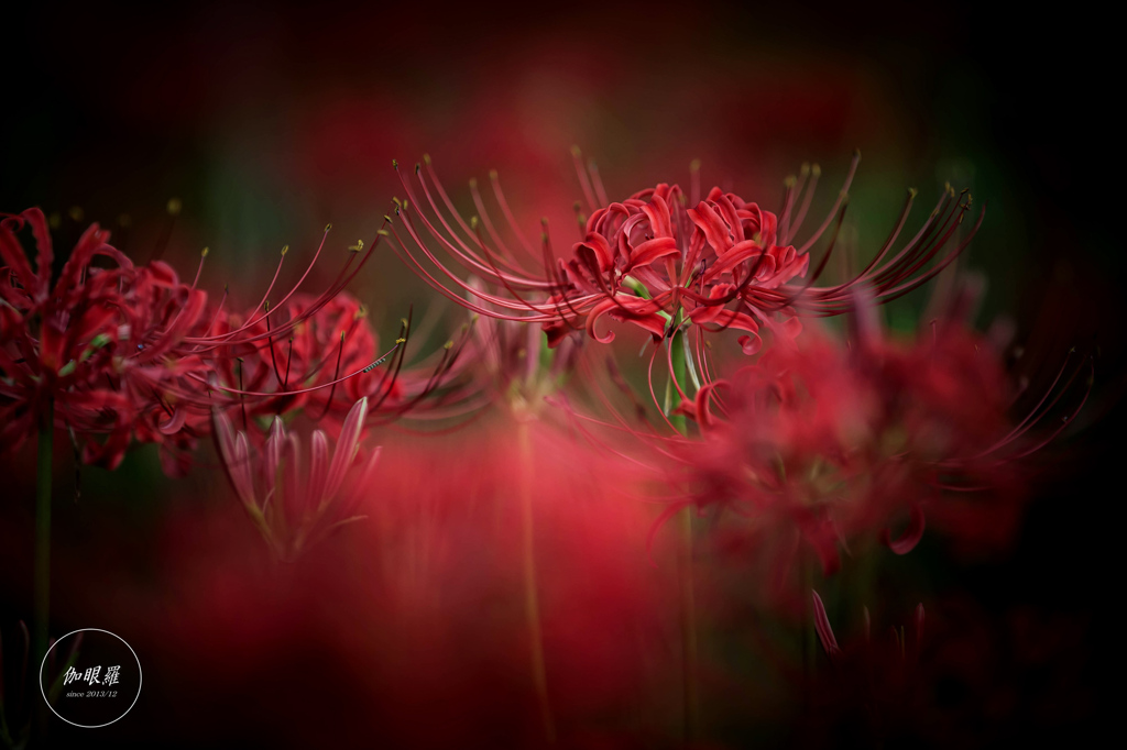 深紅