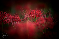 深紅