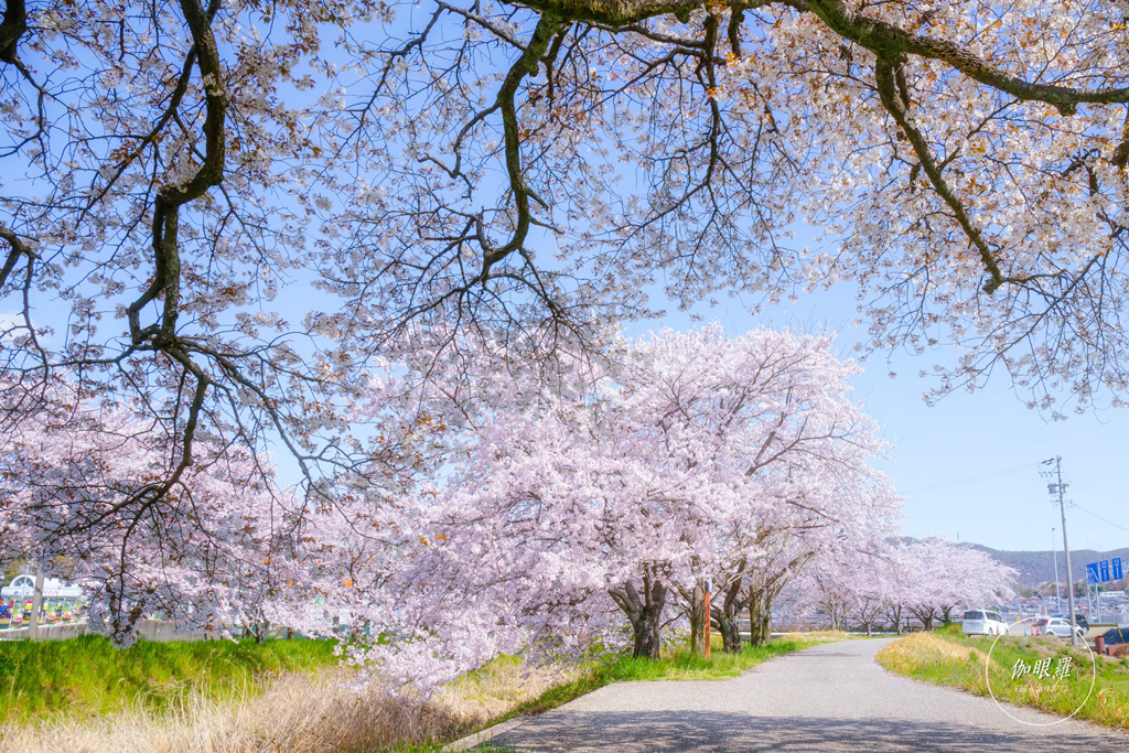 桜並木