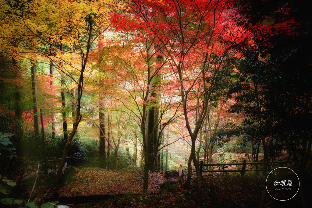 Colorful autumn leaves