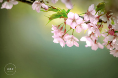 河津桜
