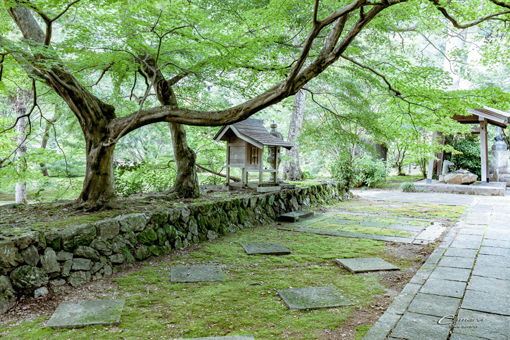 緑の静寂 Ⅲ