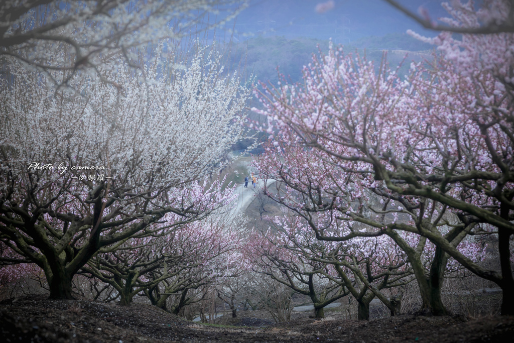 山里の春 