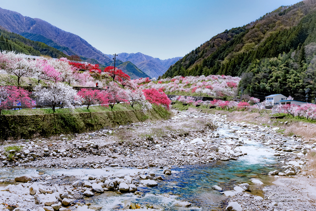 花桃の里