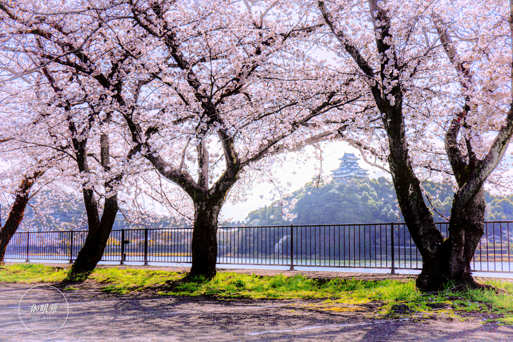 桜越しの犬山城
