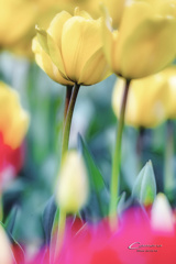 Tulips  1