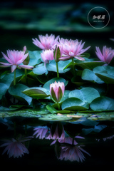 水上の花舞台