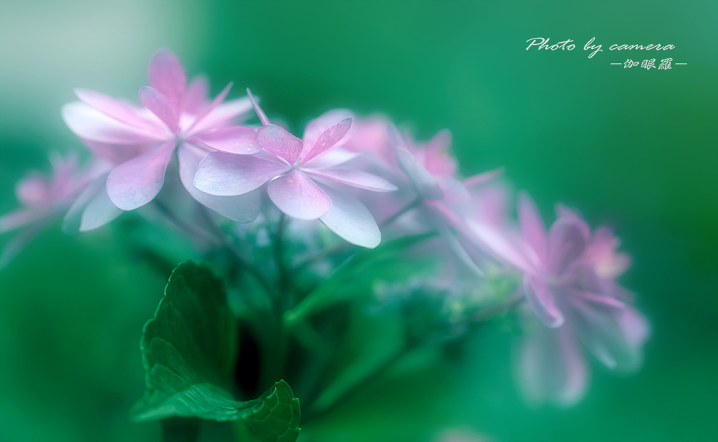 梅雨の華 Ⅰ