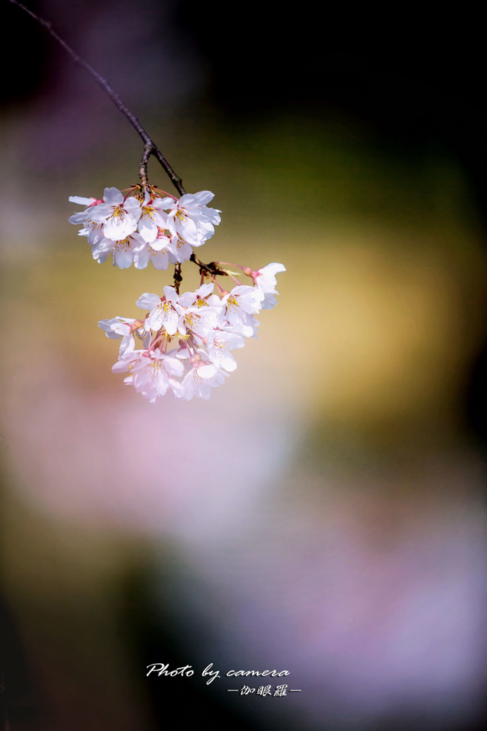 sakura