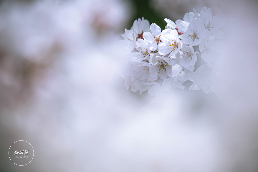 Spring dream