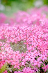 庭の草花たち　　～芝桜～