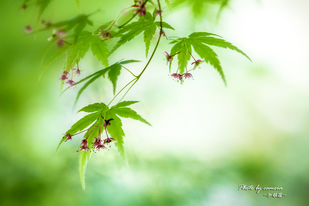 もみじの花 2019-1