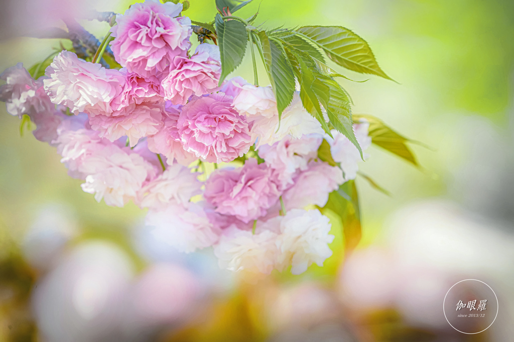 桜色の調べ