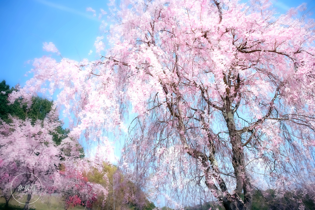 優美なる枝垂れ桜