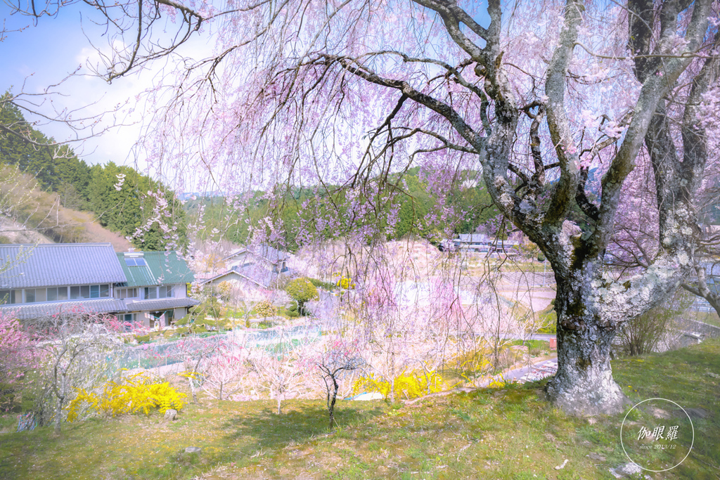山里の春