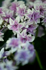 風変わりな紫陽花　1