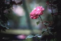 Rose in the rain Ⅷ