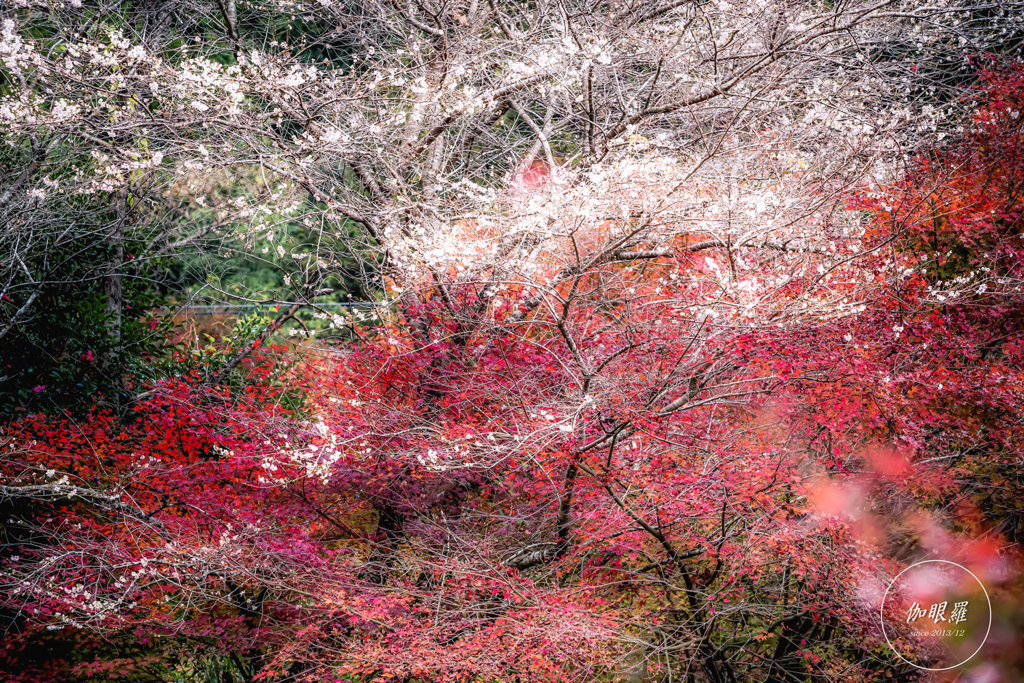 四季桜 - 華やぎの晩秋