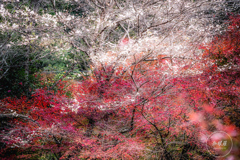 四季桜 - 華やぎの晩秋