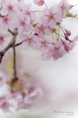 今年も桜の季節が・・・・