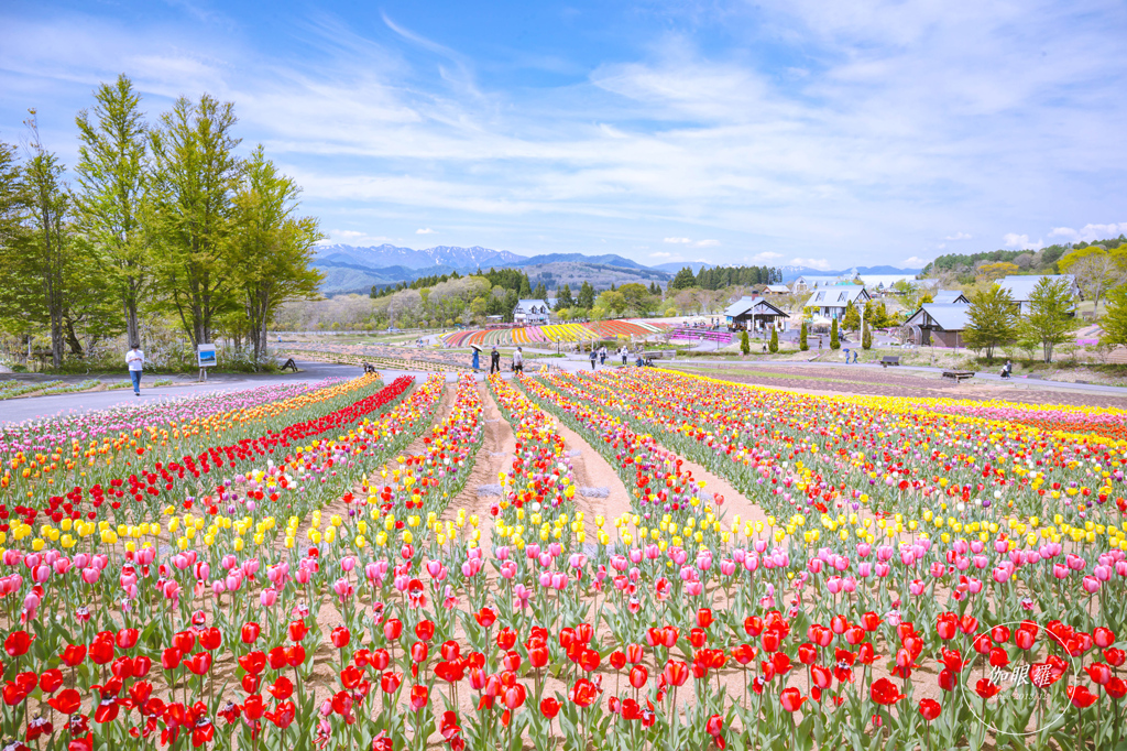 花と風の丘