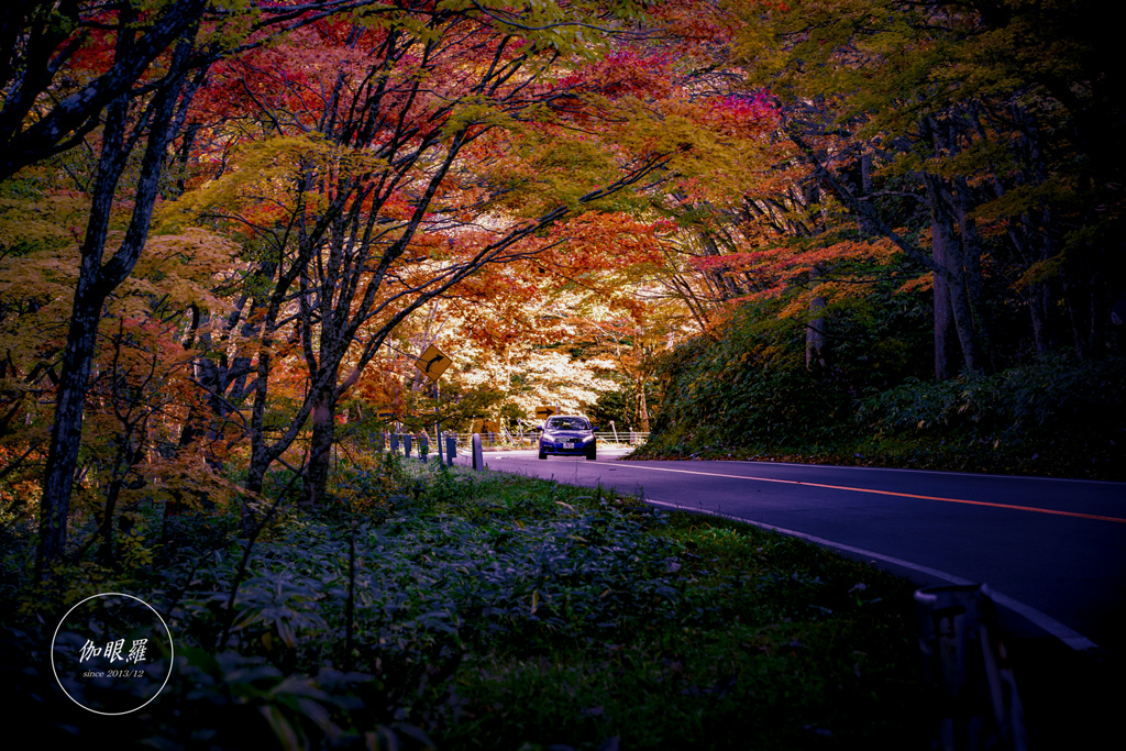 紅葉ドライブ