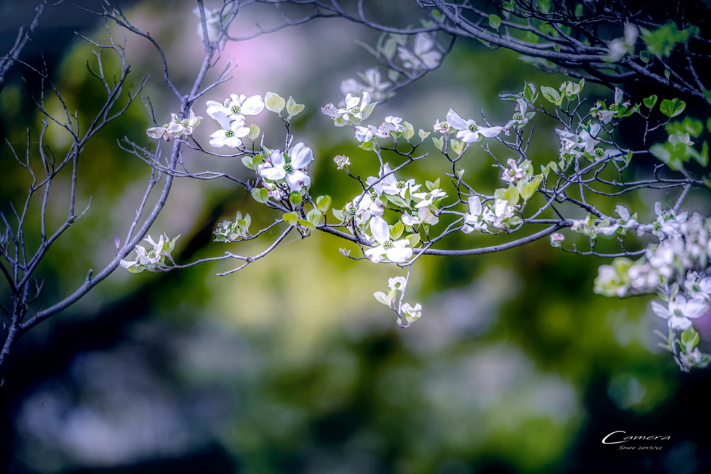花水木