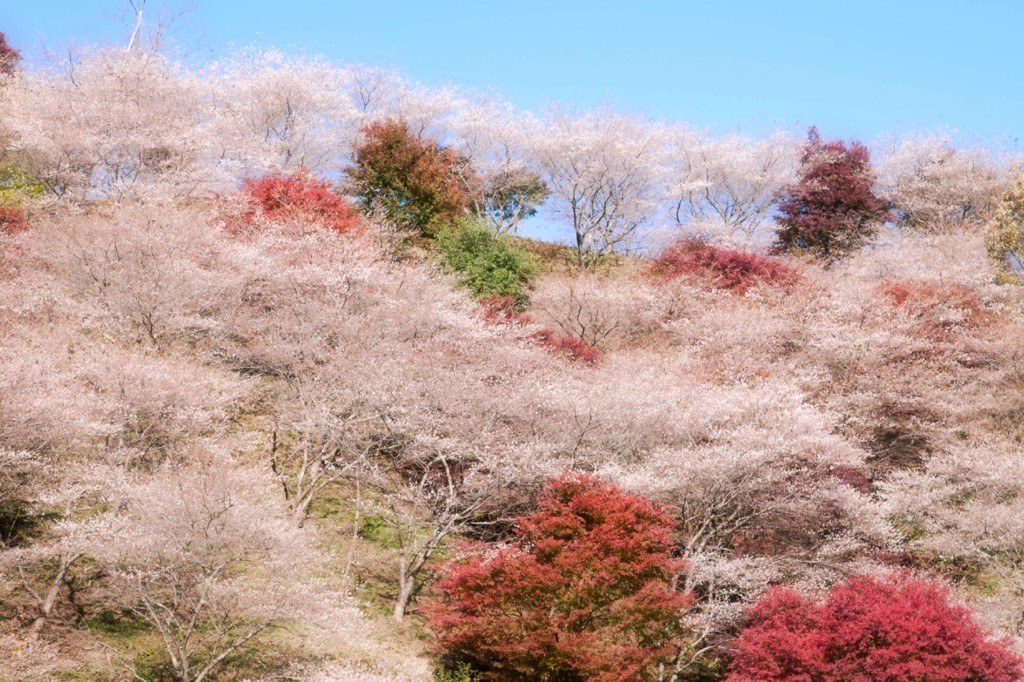 小原　四季桜　１