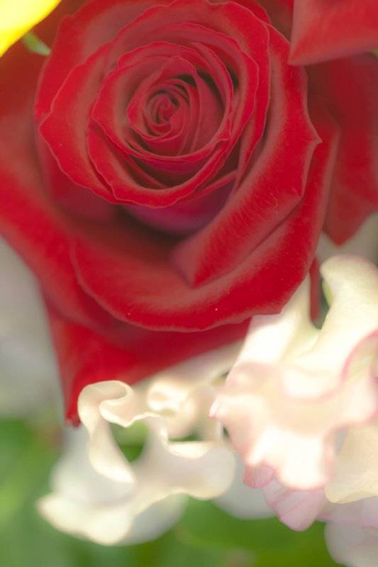 Red rose