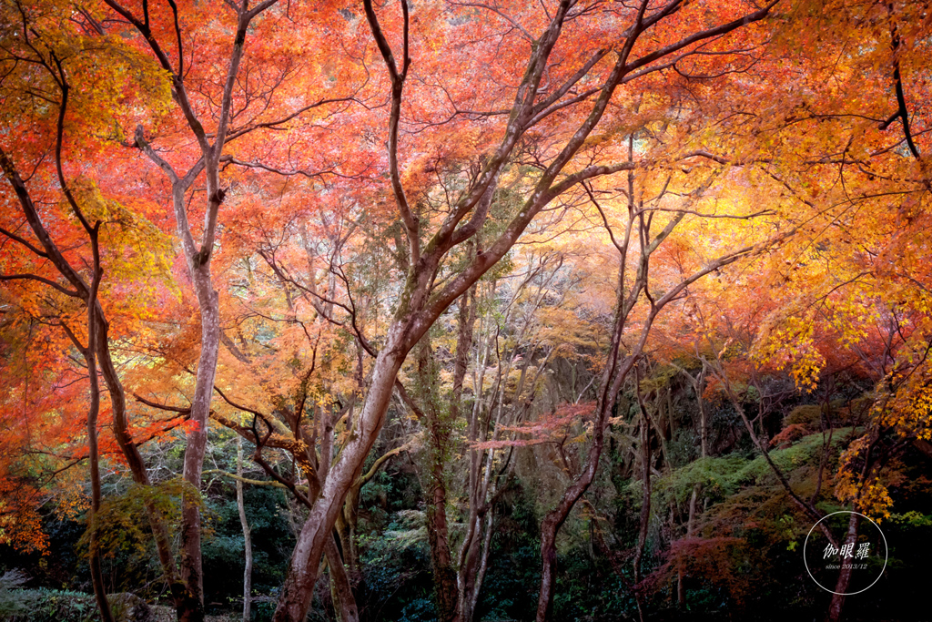 晩秋の森