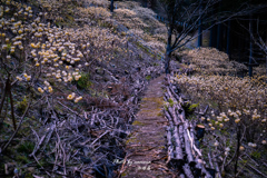 ミツマタ群生地 4