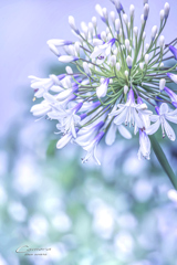 Agapanthus　Ⅲ