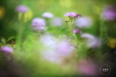 儚き花の調べ