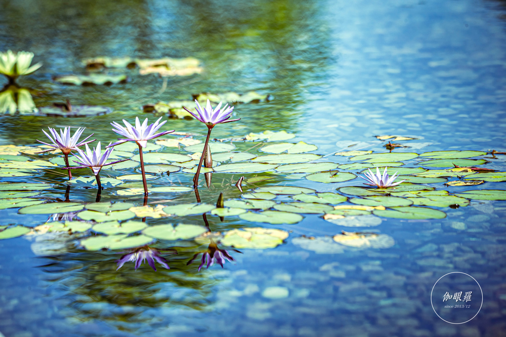 Purple water lily