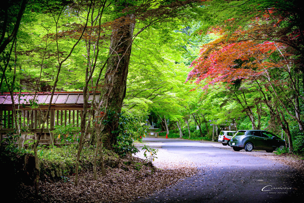 新緑の大矢田神社 Ⅸ