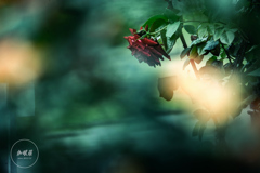 赤い薔薇に灯火