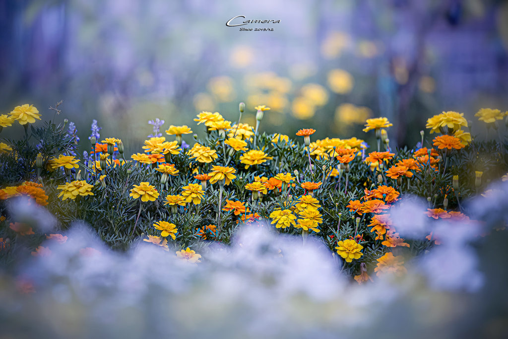 marigold