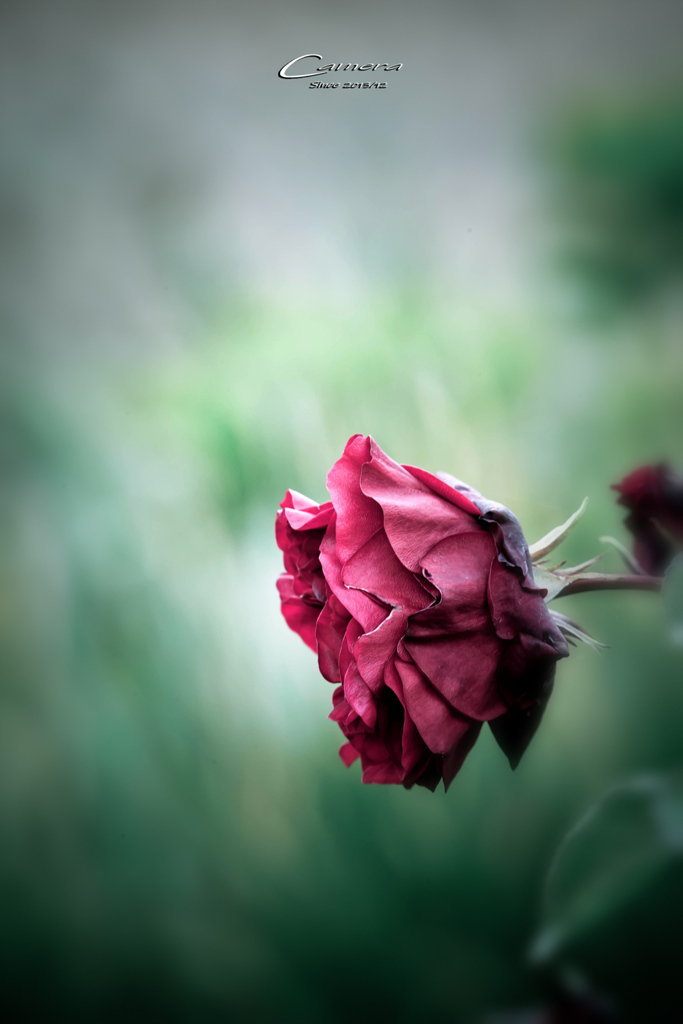 お家 de Photo　XVIII