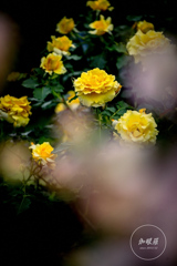 Yellow roses