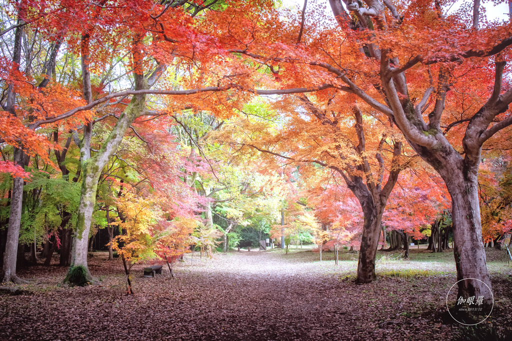 autumn colored park