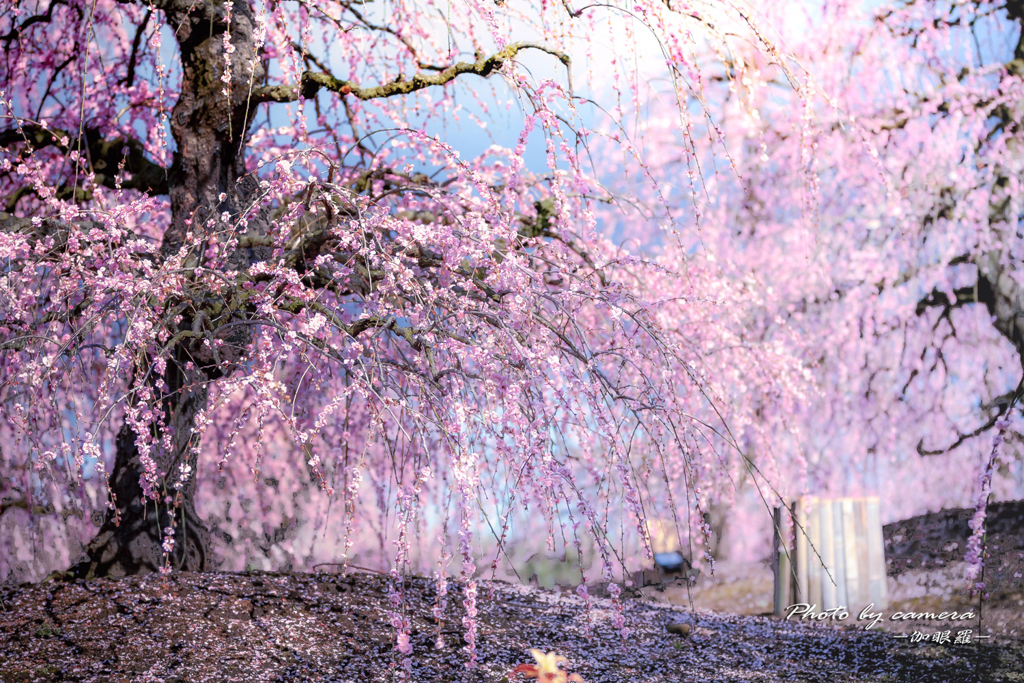 鈴鹿の森 5